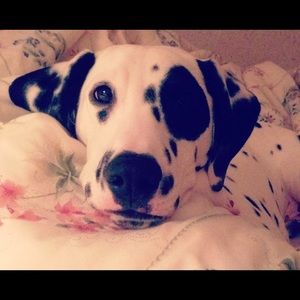 Meet your Posher, Adrianne